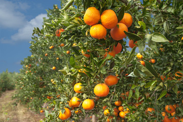 Branch of ripe tangerines hanging on a tree