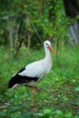 Stork in a field