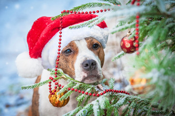 American staffordshire terrier dog with a santa claus hat looking at the christmas ball