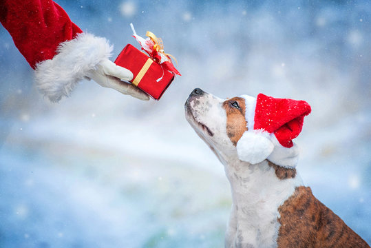 American staffordshire terrier dog with a christmas hat taking a present from Santa's hand