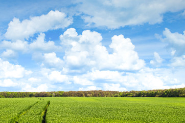 Fototapeta na wymiar Green field under blue sky with white clouds