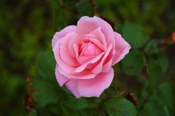 Single rose flower on green leaves background