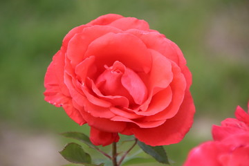 Big Rose