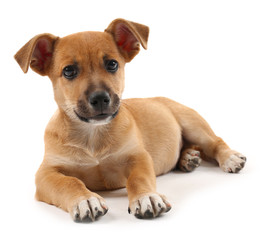 Fototapeta premium Puppy isolated on white