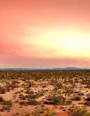 Sonora Desert Sunset