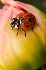 ladybug dewdrops