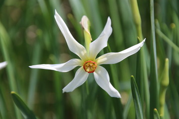 The daffodil star