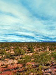 Sonora Desert Arizona