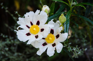 Fototapeta premium FLORES VARIADAS PRIMAVERA