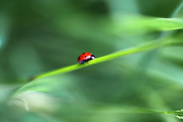 coccinelle funambule ; longe une brindille à la recherche de pucerons