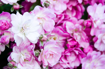 FLORES VARIADAS PRIMAVERA