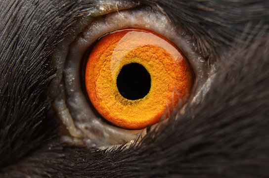 Animal Eye Close Up Images – Browse 686,725 Stock Photos, Vectors, and  Video | Adobe Stock