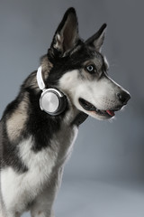Portrait of young Husky in headphones on grey background