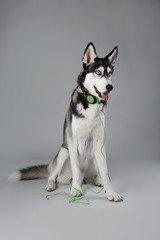Young Husky sitting in headphones on grey background