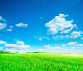 Fototapeta premium field of grass and perfect sky