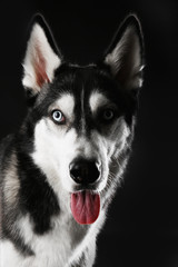 Portrait of young Husky
