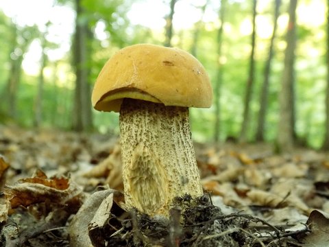 Mushroom Leccinum griseum