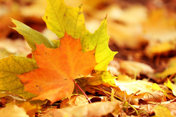 Fototapeta na wymiar Colourful autumn leaves on the ground in the park, close up