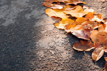 Colourful autumn leaves in a row on the ground, close up