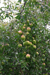 Apples hanging on a tree