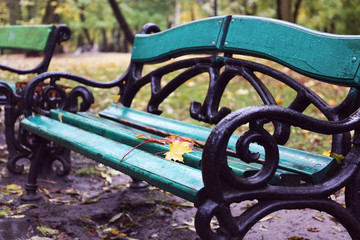 Maple leaves on a park bench
