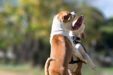Two dogs in a park against each other. A beautiful face to face moment of two dogs playing.
