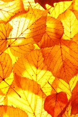 Naklejka na ściany i meble Golden autumn leaves background