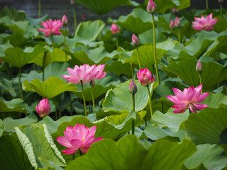 Lotus flowers in China