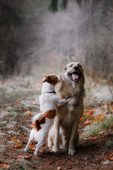 Dog breed Jack Russell Terrier and Mixed breed dog walking