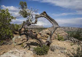 Fototapeta premium 2015-12-05 Juniper Frame