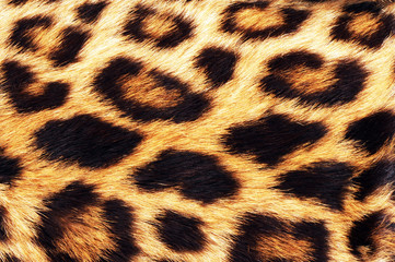 Fototapeta premium Real Leopard Skin