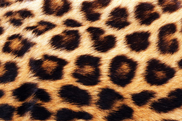 Naklejka premium Real Leopard Skin