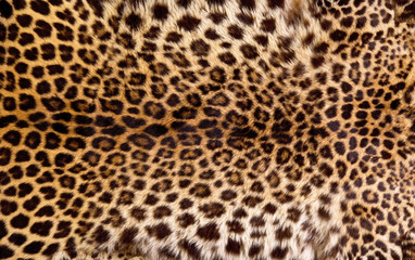 Véritable peau de léopard