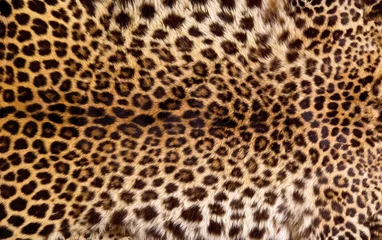Foto auf Acrylglas Leopard Echte Leopardenhaut