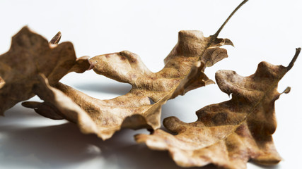 Dried brown dead leaves on a white background