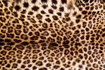 Zelfklevend Fotobehang Panter Echte luipaardhuid
