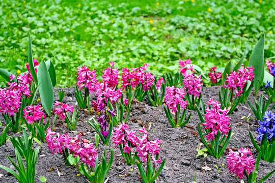 Hyacinths Flowers. Spring Park.
