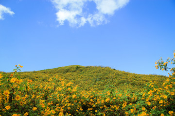Obraz premium Maxican sunflower field