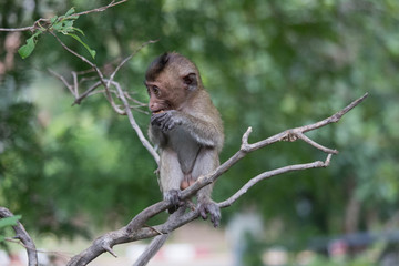 可愛いサル