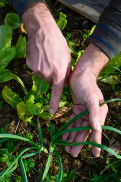 Piante di Cipolla, Allium cepa, foglie, agricoltura