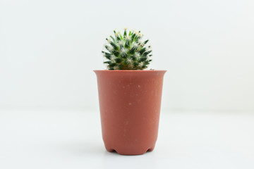 cactus on the white background 