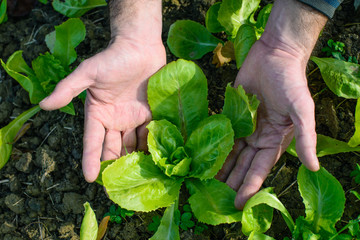 Pianta di Lattuga, sviluppo curare, Agricoltura