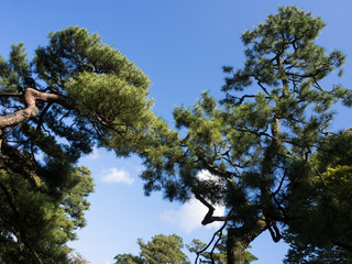 Pine trees with branches touching in the air - in Kenrokuen garden, Kanazawa, Japan