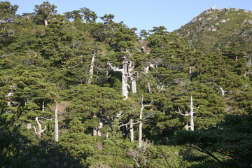 An image of Yakushima