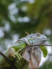 Green Iguana head