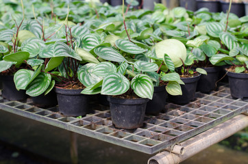 Peperromia emerald ripple in pot