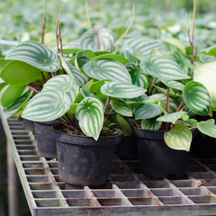 Peperromia emerald ripple in pot