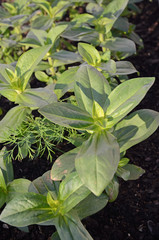 Fresh green basil in a kitchen garden