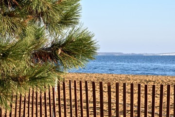 pine tree and fence near the beach