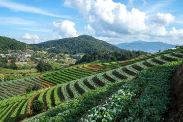 Fototapeta na wymiar Vegetable garden on the big mountain as background